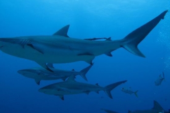 Roatan Shark Dive – Waihuka 